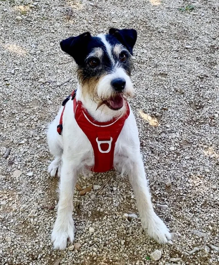Éducatrice canin comportementaliste chien